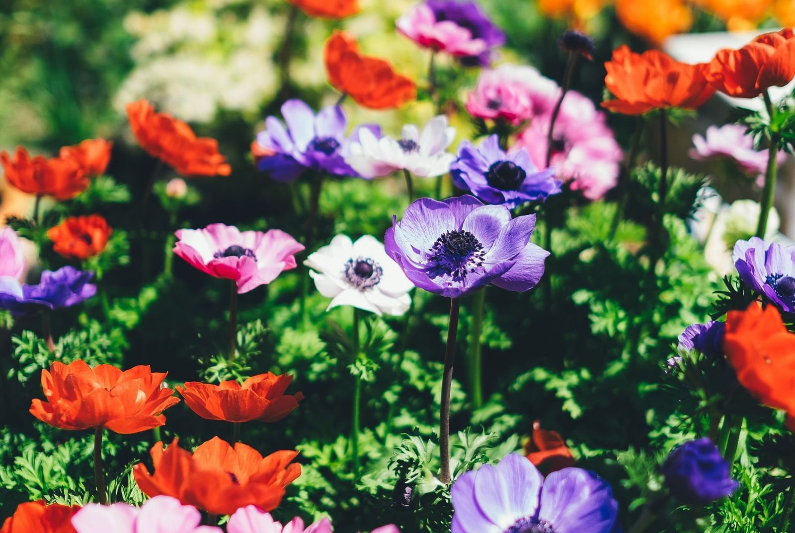 a bed of colourful flowers