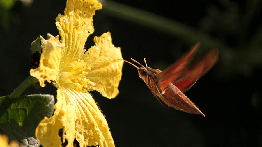 Satpura - Hummingbird Moth-Reni Pani Jungle Lodge-Best Hotels in Madhya Pradesh