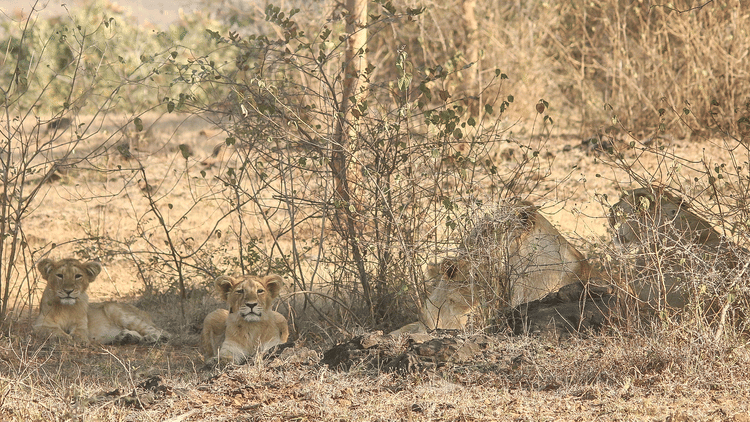 This Month in Wildlife Sightings Feb2022, Aramness 11