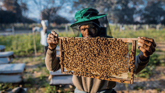 A Bee Farming insight, with a bee farmer holding a honeycomb in their hands while wearing proper safety measures, seen with a manicured grassland in the background at Karma Lakelands.
