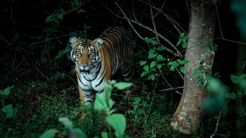 A Bengal tiger stands alert in a dense, dark forest surrounded by green foliage. Its orange coat with black stripes contrasts sharply with the shadowy background, and the tiger looks directly at the camera, partially hidden by leaves in the foreground.
