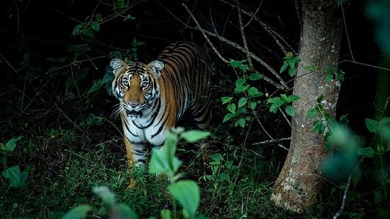 a tiger cub standing near a tree and looking into the camera in the night.