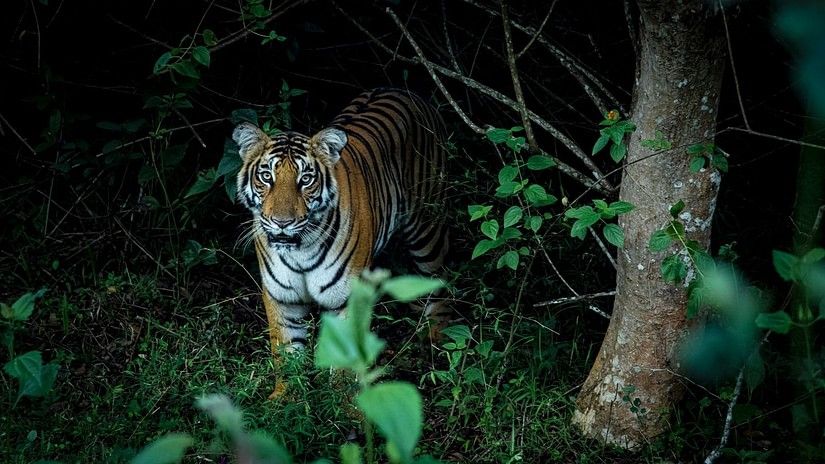 a tiger cub standing near a tree and looking into the camera in the night.