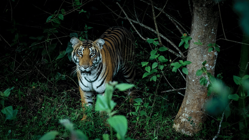 A Bengal tiger standing alert in dense jungle foliage, partially hidden among trees and green plants, staring directly at the camera.
