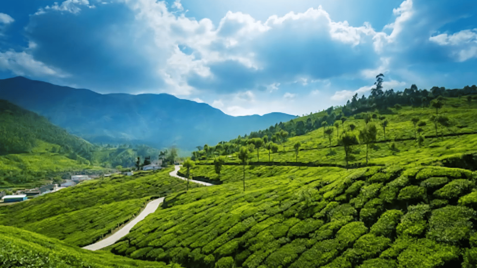 munnar tea plantation
