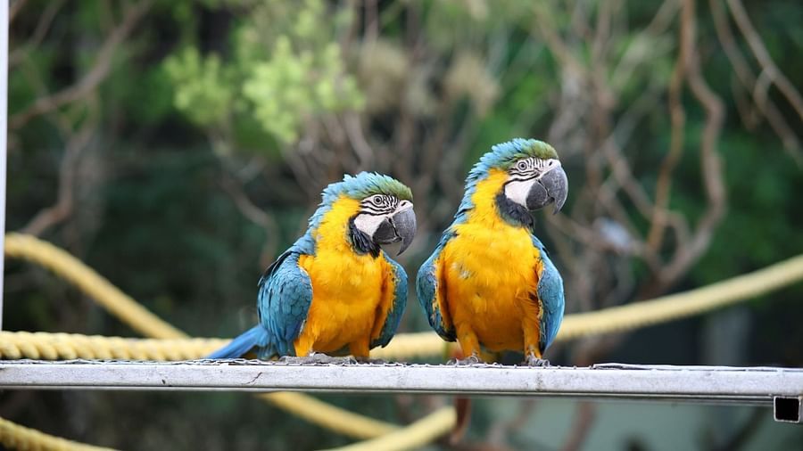 19 -Parrot World