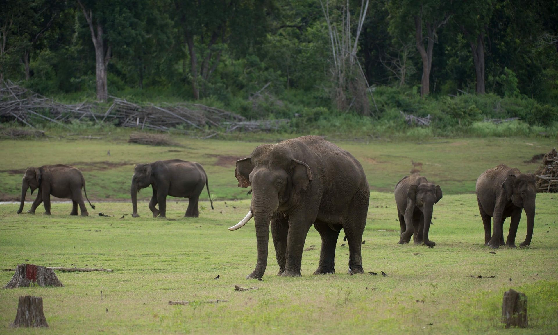 Elephants in a grassy field with trees.
