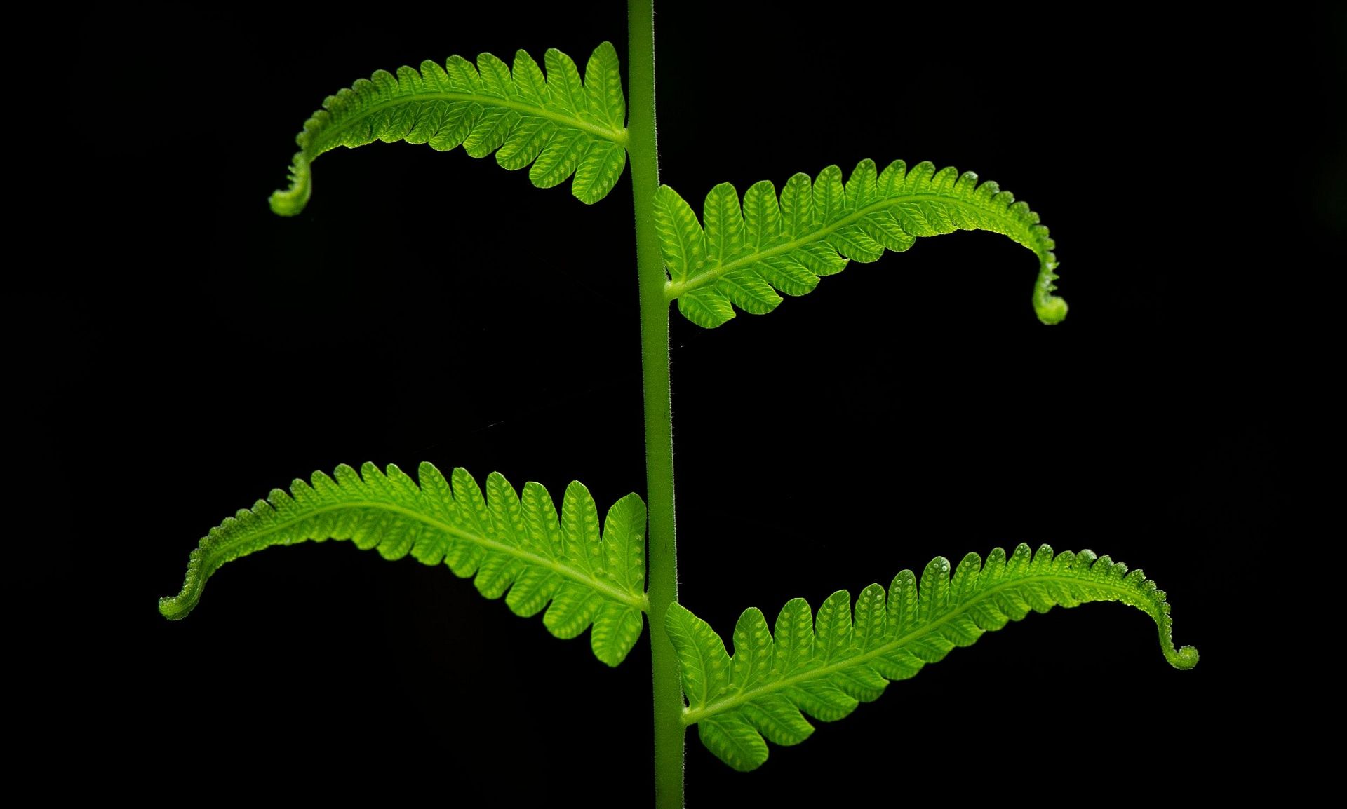 Fern by Santosh Saligram