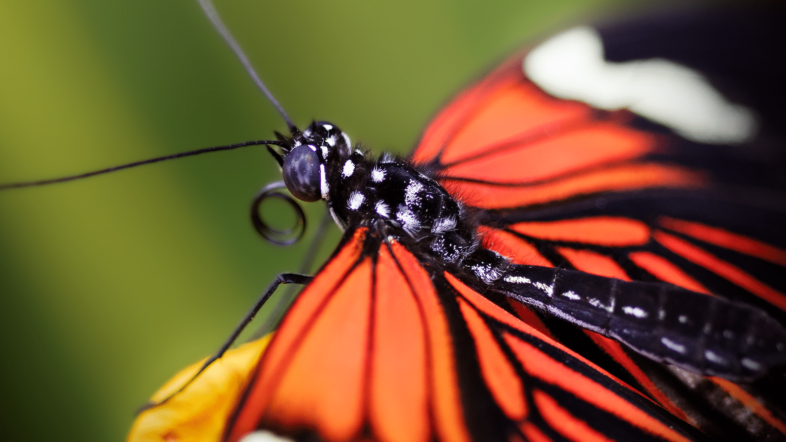 A close up shot of a colourful butterfly perched on a flower bud.