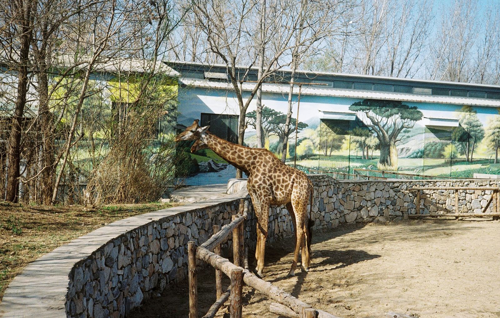 A giraffe standing in an enclosure with bare trees and building in the background.