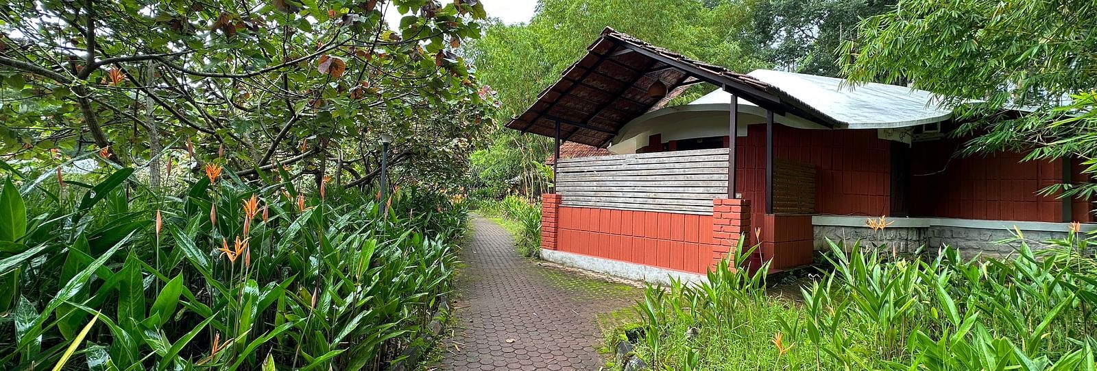 a pathway leading to a cottage with tall grass on both sides of the path - Kadkani River Resort, Coorg