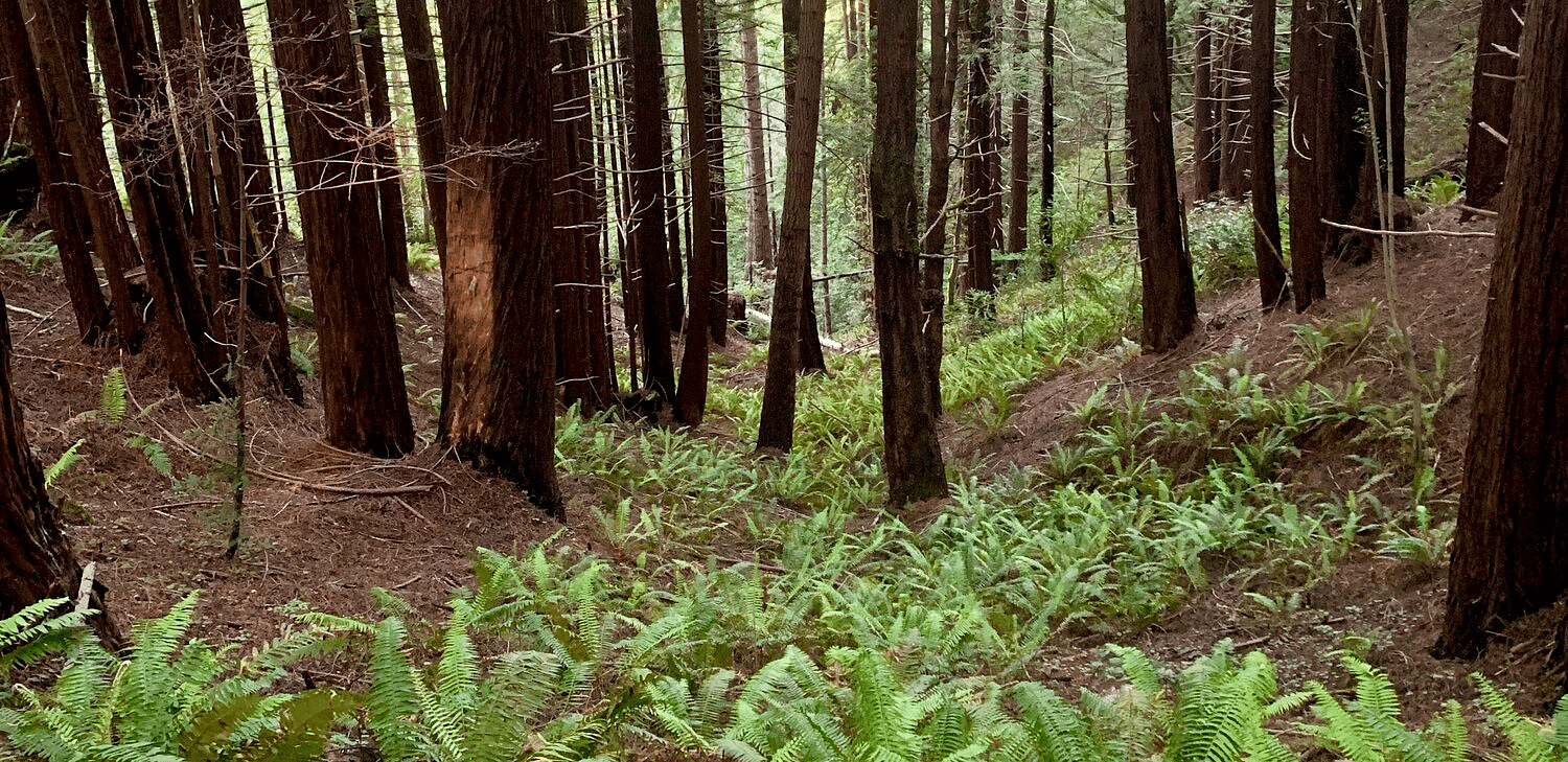 A dense forest with tall, straight tree trunks and lush green ferns covering the ground.