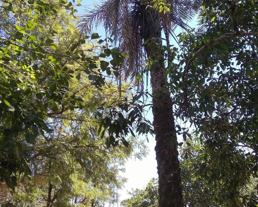 alt-text A tall tree with a palm-like top stands among other dense greenery under a bright blue sky.