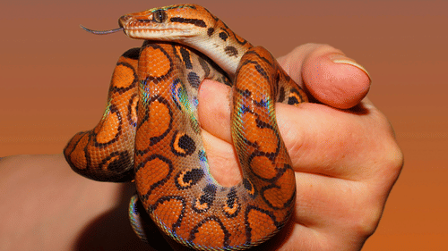 An image of a snake held by a person
