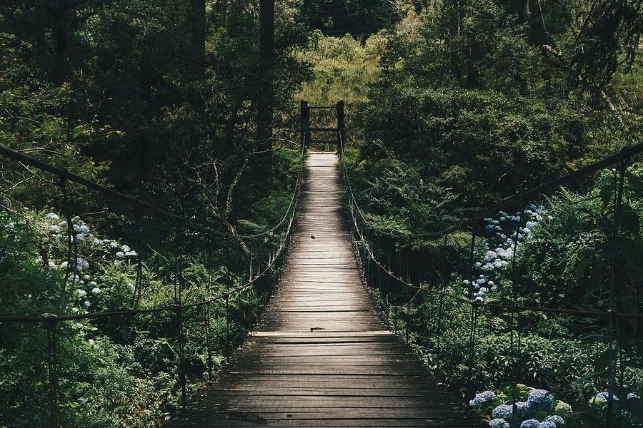 A wooden boardwalk pathway leading through a dense, dark forest, with tall trees and lush greenery on either side, creating a serene and mysterious atmosphere.