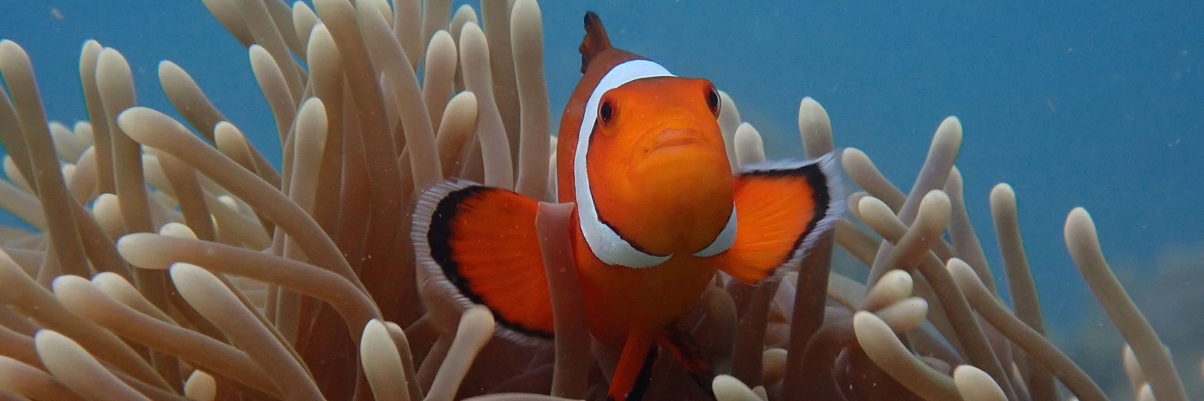 Nemo Reef 210221