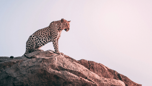 An image of a leopard on a boulder with a pinkish sky in the backgorund