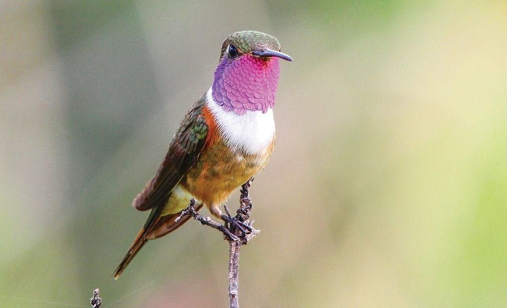 A small bird with a bright pink throat perched on a thin branch against a soft green background | A Stone's Throw Away