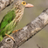 A lineated barbet with green wings, streak-patterned head, and a pinkish bill perched on a thick tree branch.