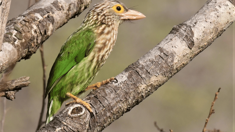 A lineated barbet with green wings, streak-patterned head, and a pinkish bill perched on a thick tree branch.