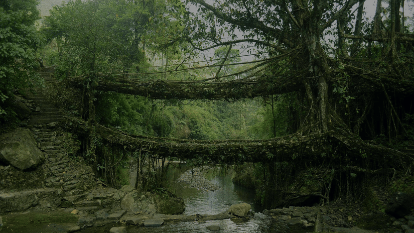 Double-decker living root bridge formed from intertwined ficus roots over a stream in dense Meghalaya rainforest with stone steps.