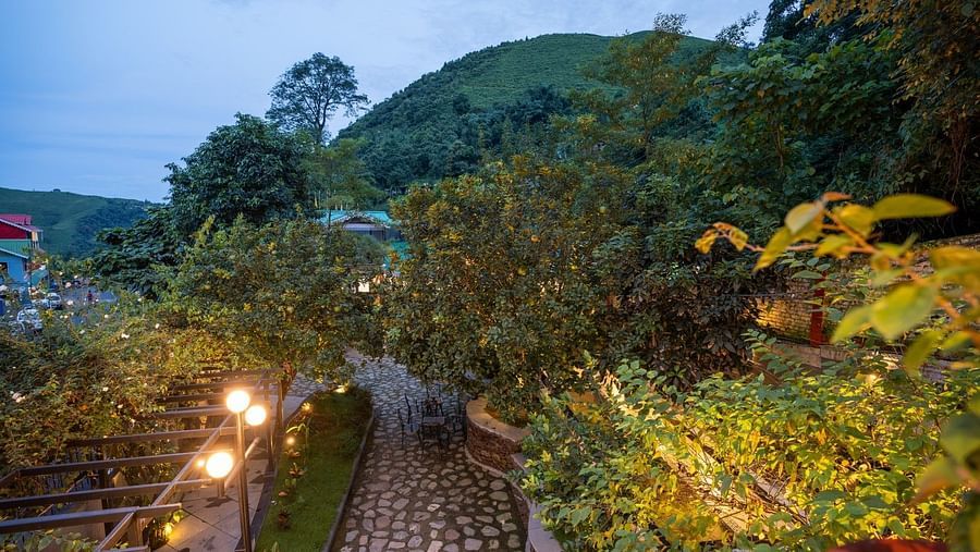 a path way framed by trees and vibrant plants on either side along with strret lights