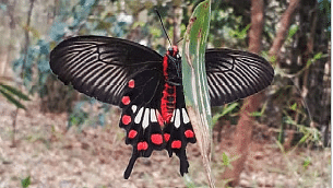 An image of a butterfly sitting on a leaf
