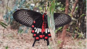 A butterfly sitting on a leaf