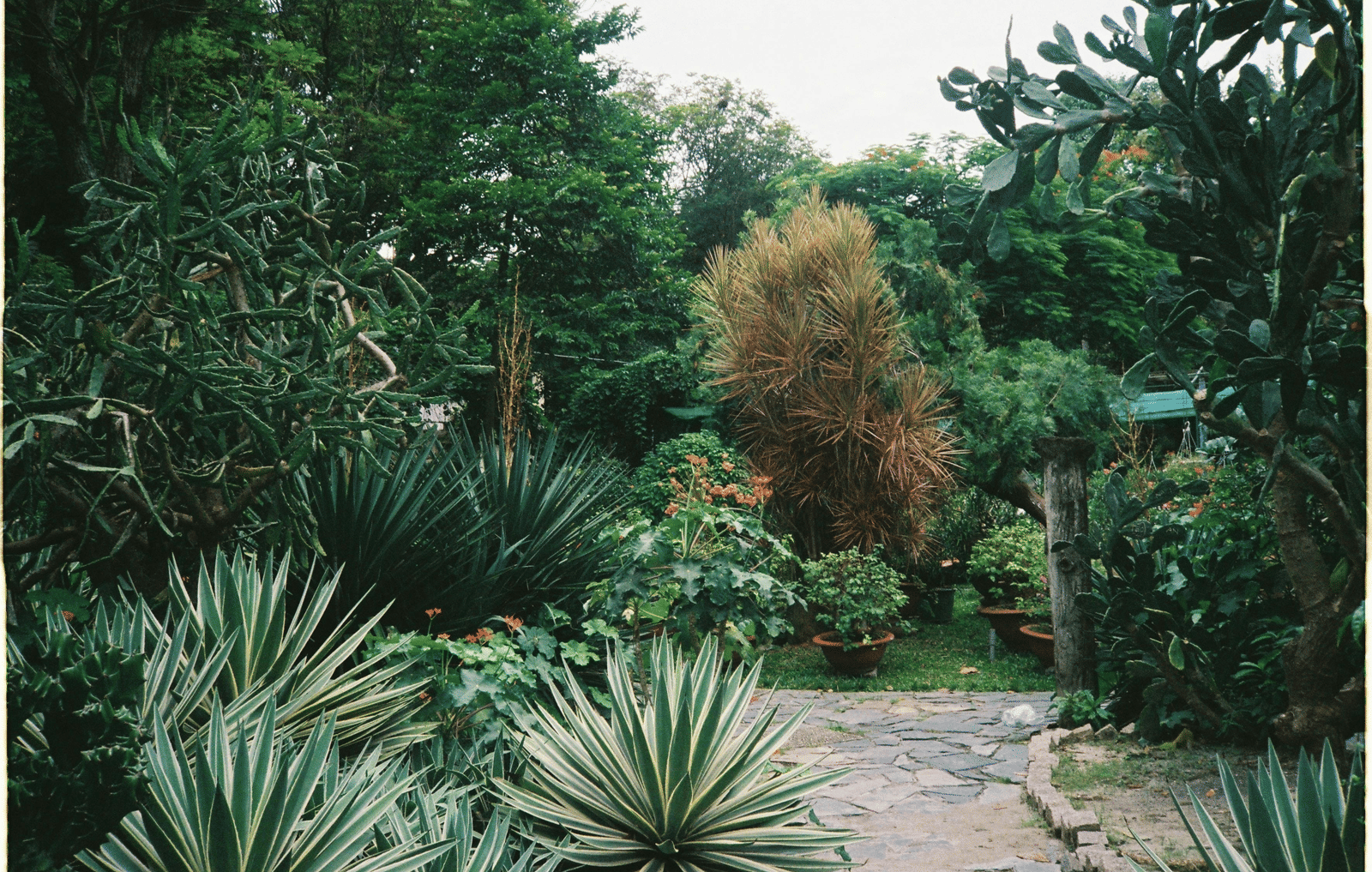A lush and densely vegetated botanical garden showcasing a rich variety of tropical trees, shrubs, and exotic plants growing closely together, creating a natural and immersive jungle-like atmosphere.