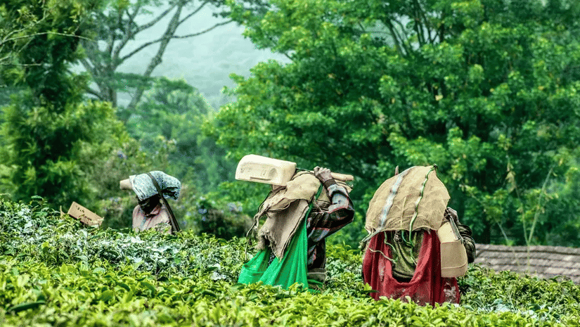 Women picking tea leaves in lush plantation, carrying baskets on their backs amid vibrant green foliage.