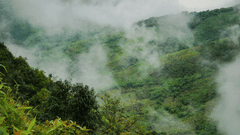 lush green hills of meghalaya is covered by mist