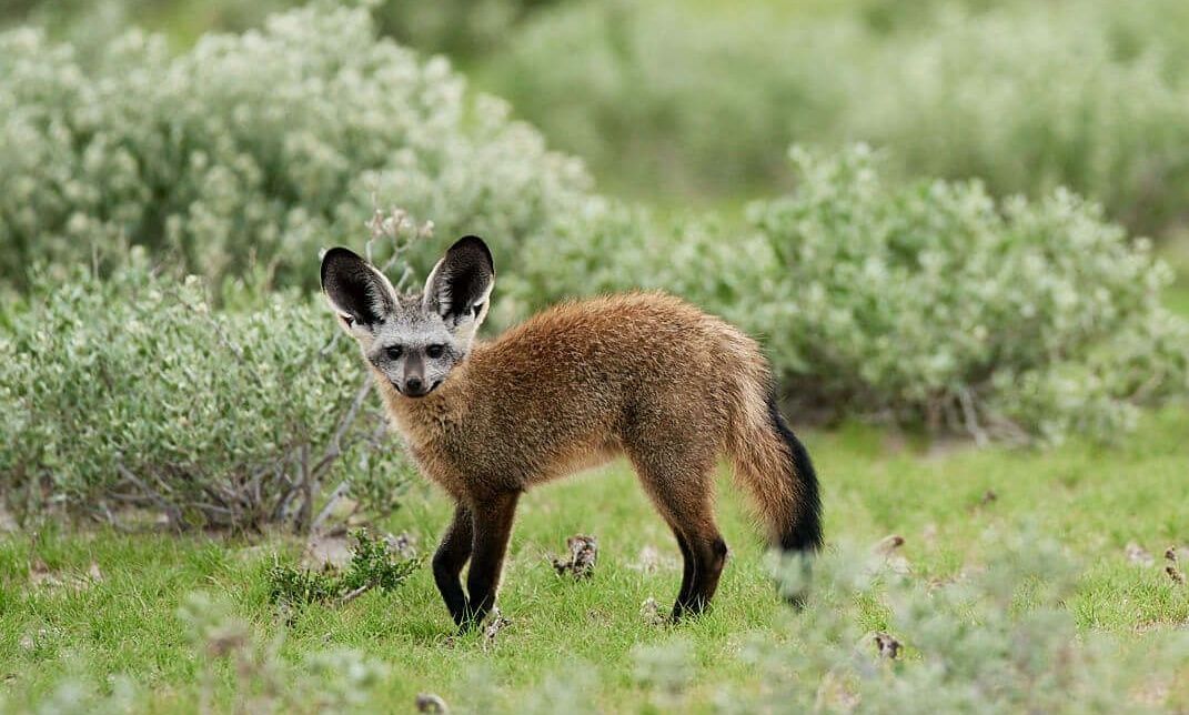 BAT EARRED FOX 2