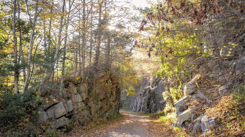 forest trek aloha on the ganges rishikesh