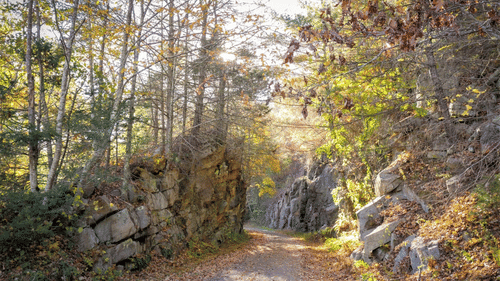 forest trek aloha on the ganges rishikesh