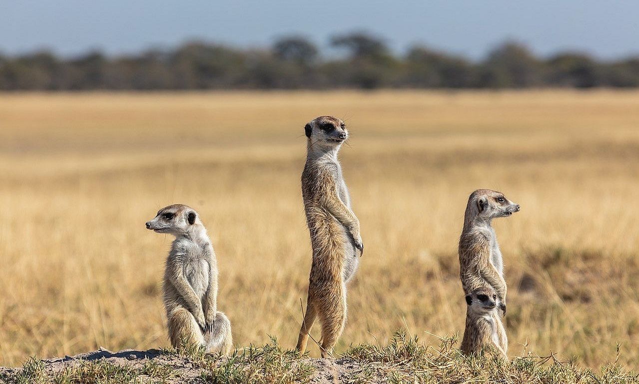 1280px-Suricatos  Suricata suricatta  parque nacional Makgadikgadi Pans  Botsuana  2018-07-30  DD 32