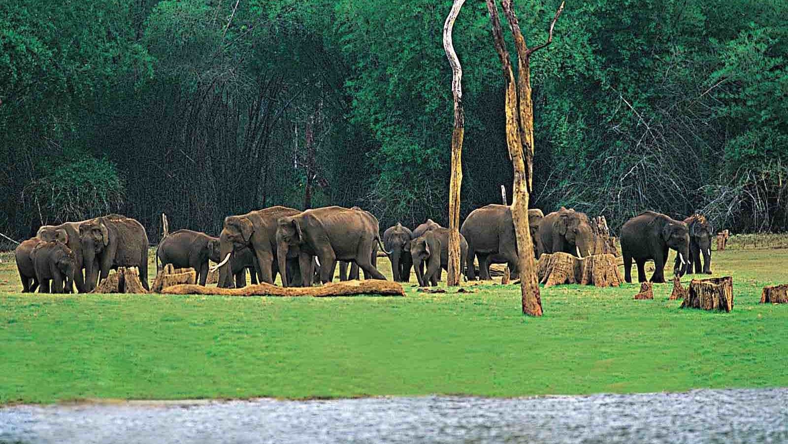  Chinnar Wildlife Sanctuary with elephants walking in groups near the river