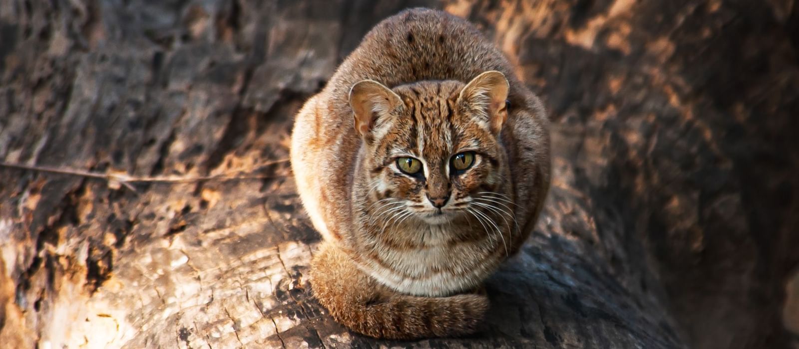 Rusty-spotted cat on a log looking at the viewer.
