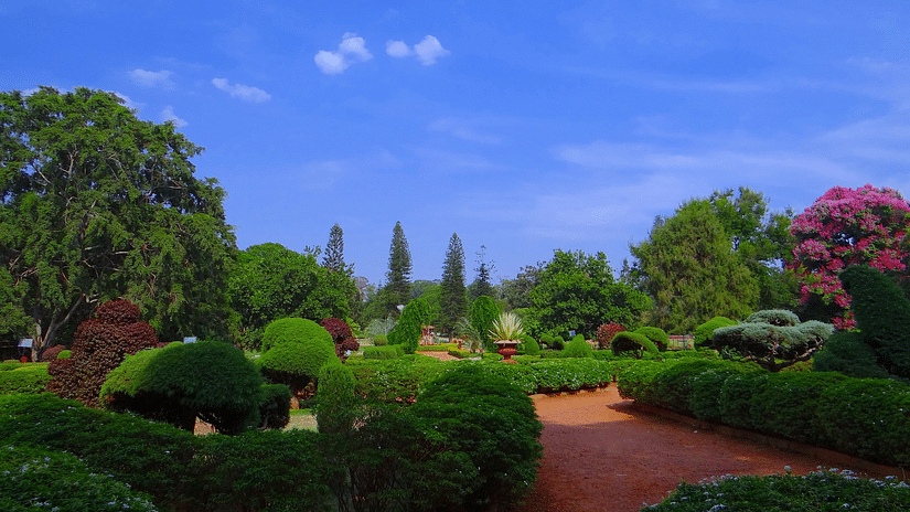 Colourful flowers and greenery at Lalbagh Botanical Garden