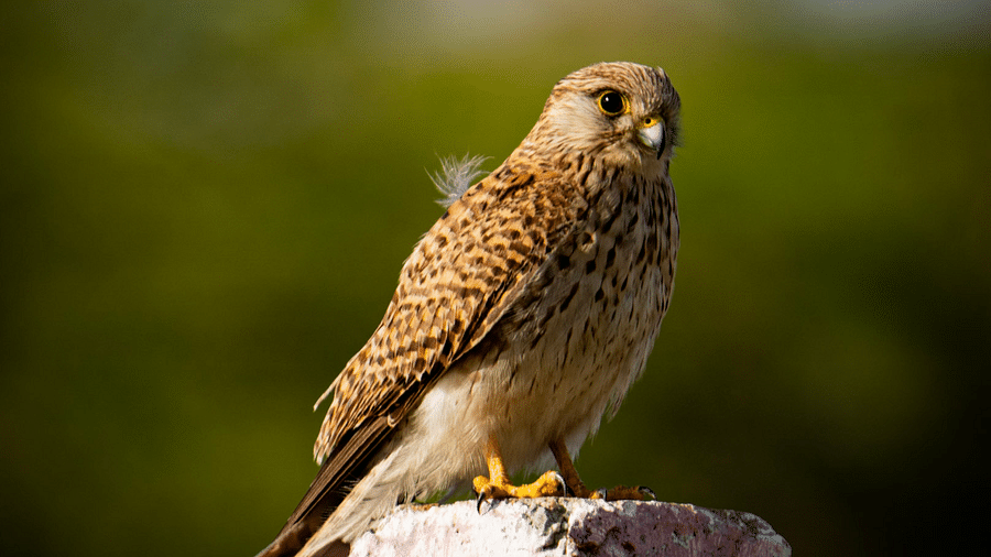 An Eurasian kestrel sitting on a wall