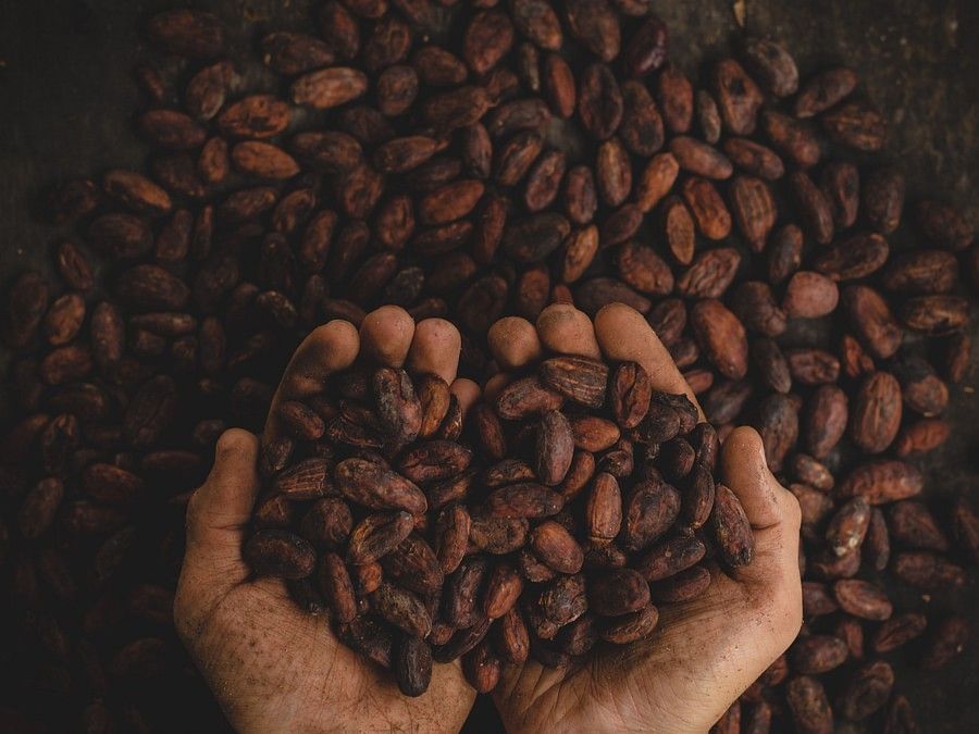 an aerial view of a person picking coffee beans in their palms.