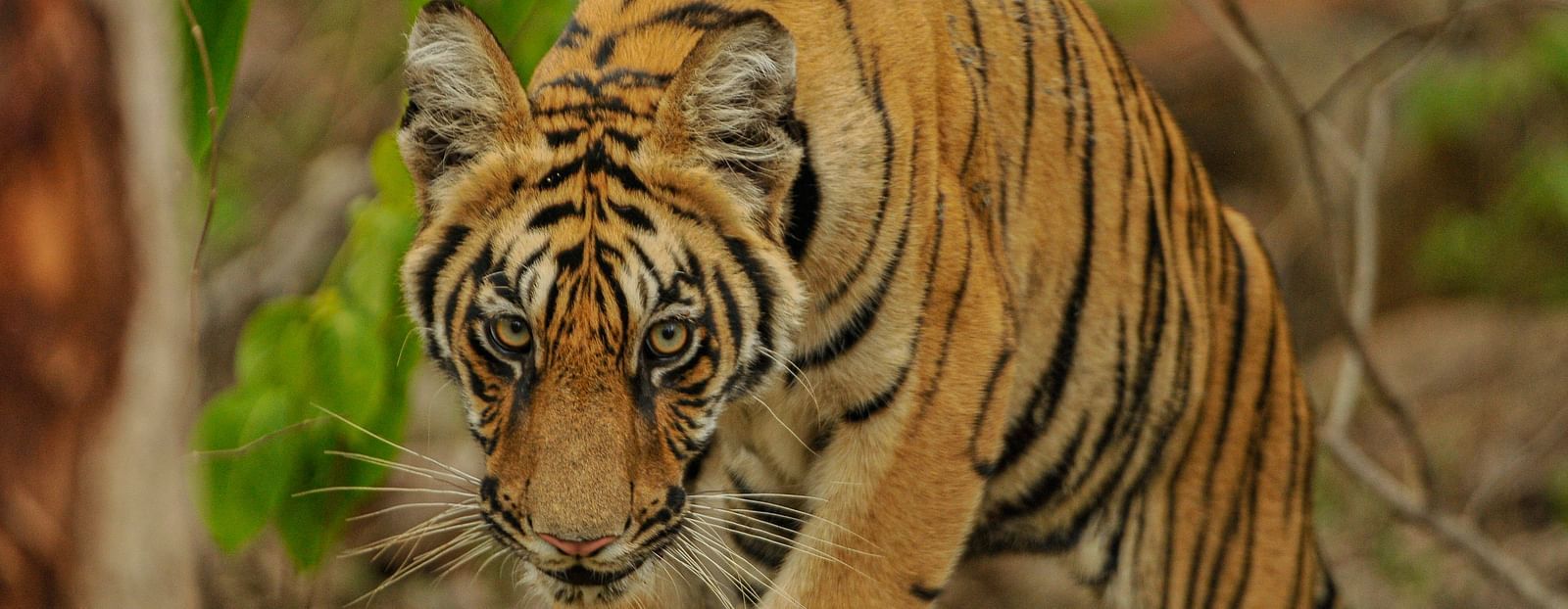 A close up shot of a tiger walking at Trees N Tigers, Tadoba.