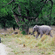A safari jeep on a dirt path observing a wild elephant walking along the forest edge.