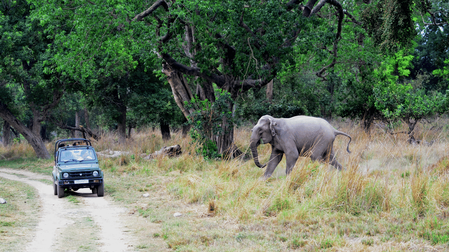 A safari jeep on a dirt path observing a wild elephant walking along the forest edge.