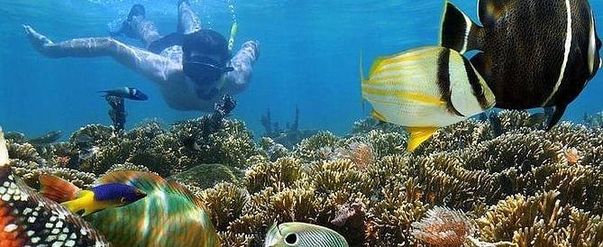 Snorkeling Activity