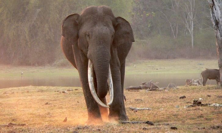 Majestic tusker elephant with long tusks.