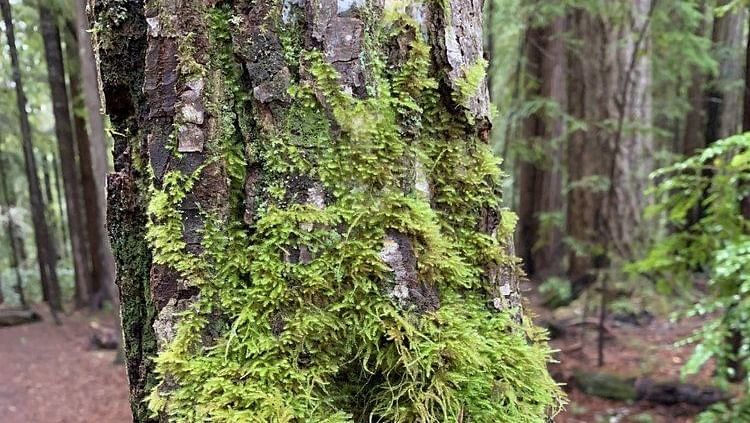 A close-up of a tree trunk covered in moss within a dense forest.
