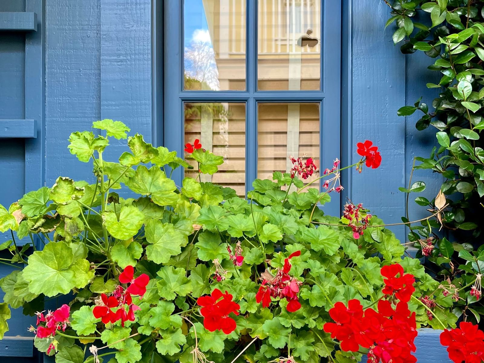 A charming blue window box filled with vibrant red geraniums at the beautiful Tallman Hotel.