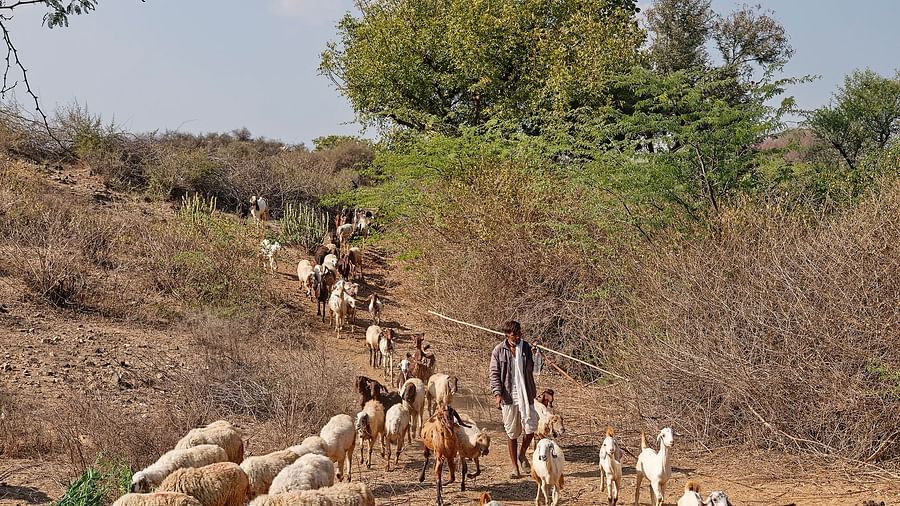 image of a shepherd with a herd of sheep coming downhill