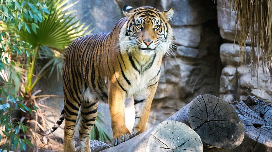 a close up shot of a bengal tiger standing and looking into the camera