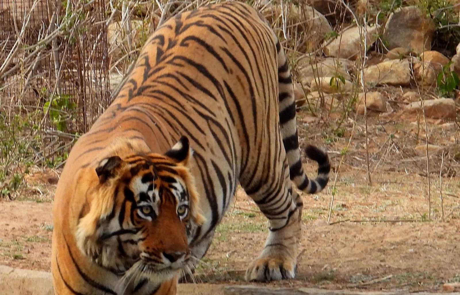 Shot of a tiger walking towards a water body